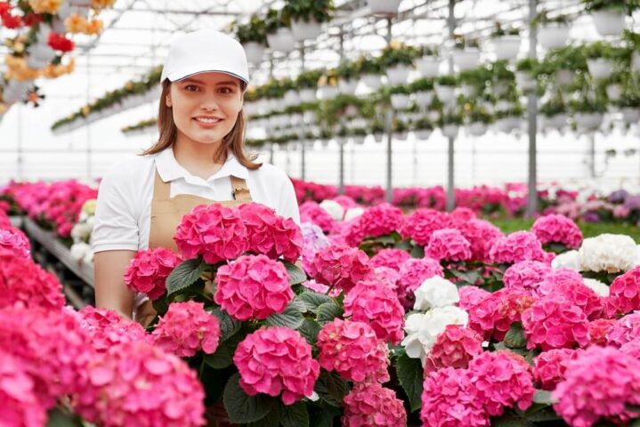 Pracownik produkcji kwiatów doniczkowych w The Mastergrowers. Uprawa hortensji w Holandii.