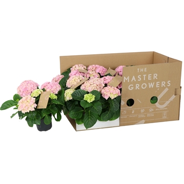 Hortensje firmy The Mastergrowers w Holandii