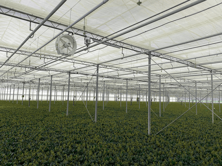 kwekerij_verboom_greenhouse