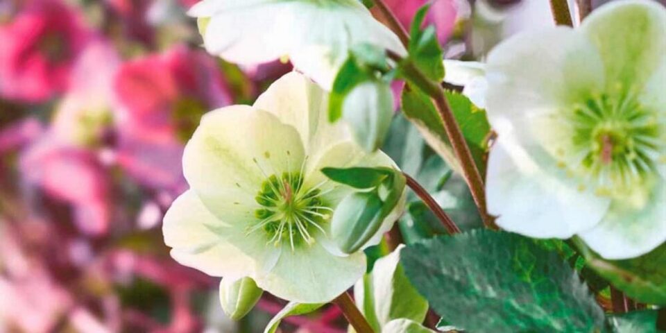 Kwekerij verboom, flower production worker, helleborus