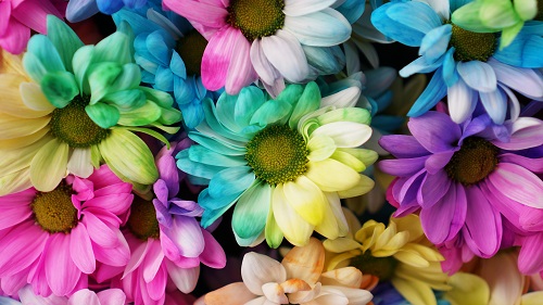 Farbowanie kwiatów w G. de Koning Bloemen