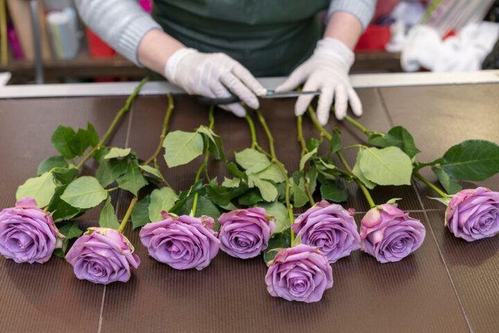 Flower dyeing at G. de Koning Bloemen B.V.