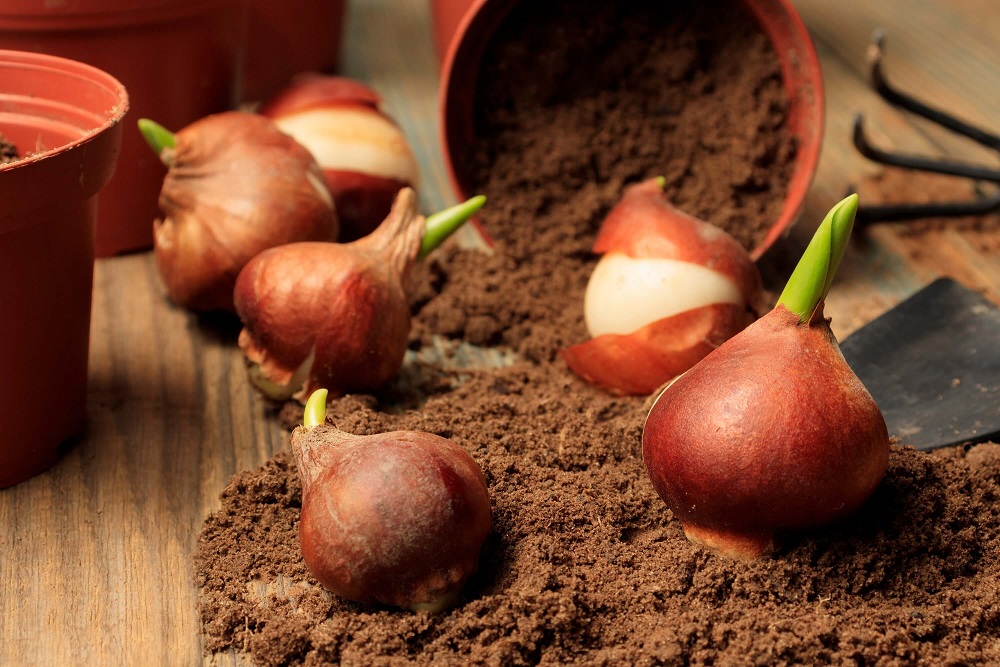 Bulb gardening jobs – what is entailed in one of the most popular seasonal employment offers in the Netherlands