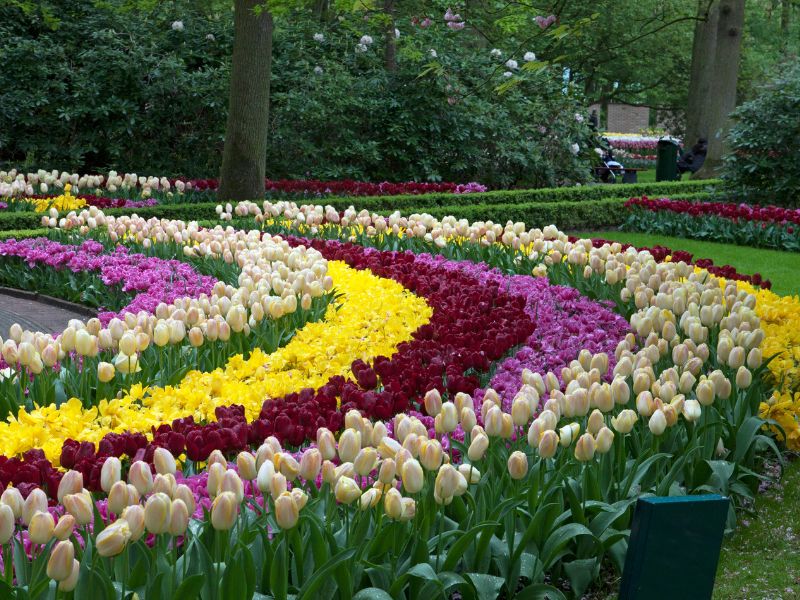 ogród keukenhof